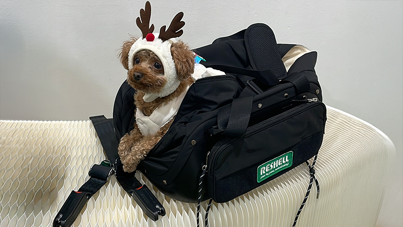 With Our Furry Clients